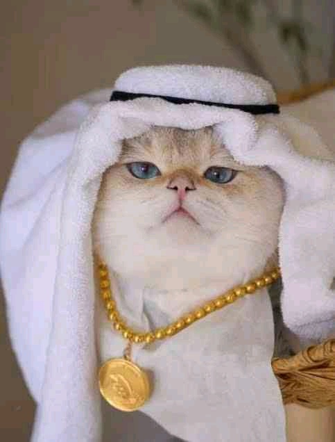 0xKazuQi (mikazuqi.lens) Lens social identity (.lens handle) PFP