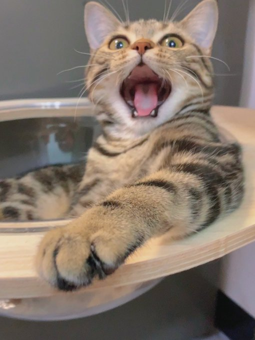 gmluqa.lens Lens social identity (.lens handle) PFP