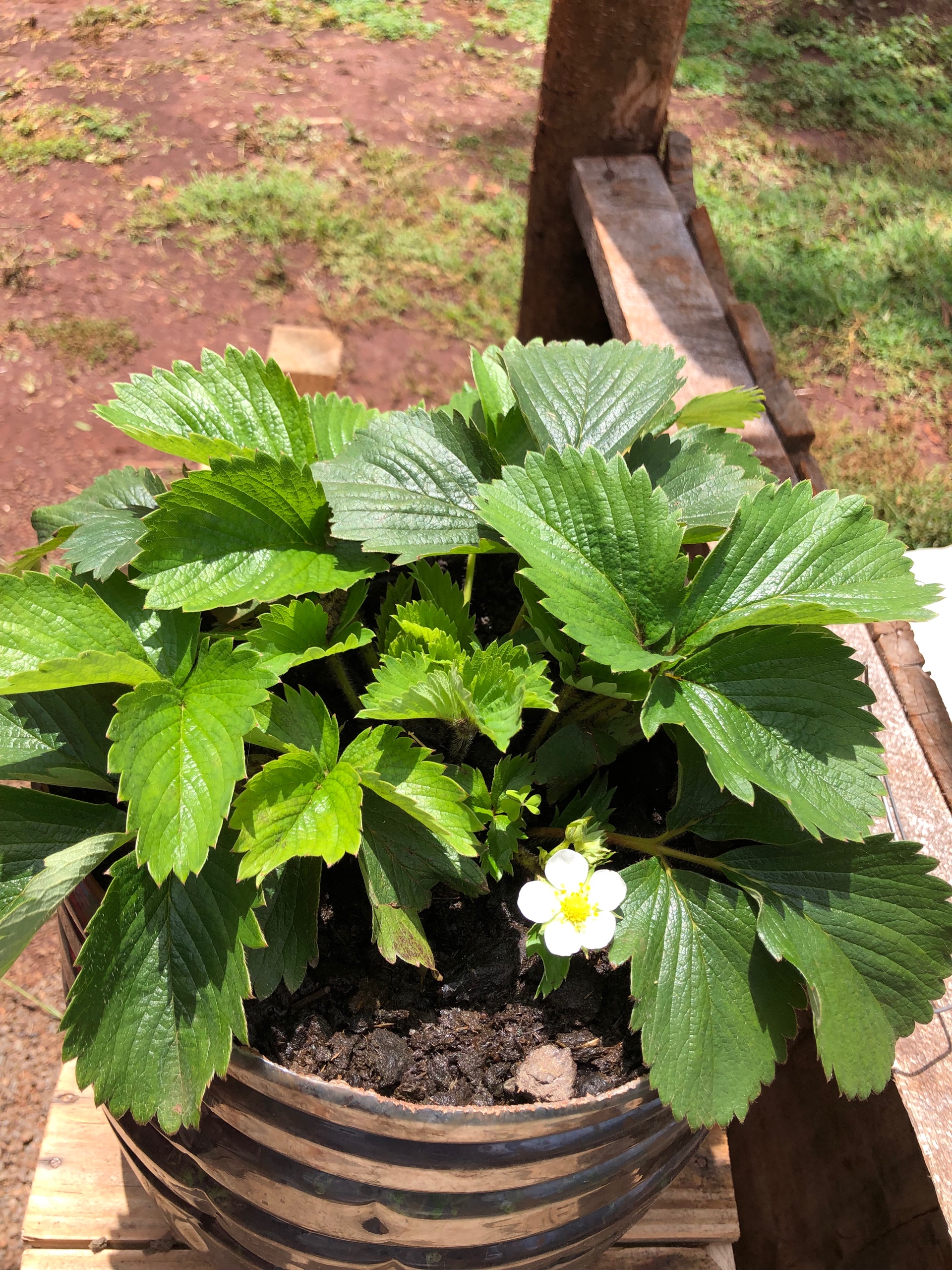 Mwendar (mwendar.lens) Lens social identity (.lens handle) PFP