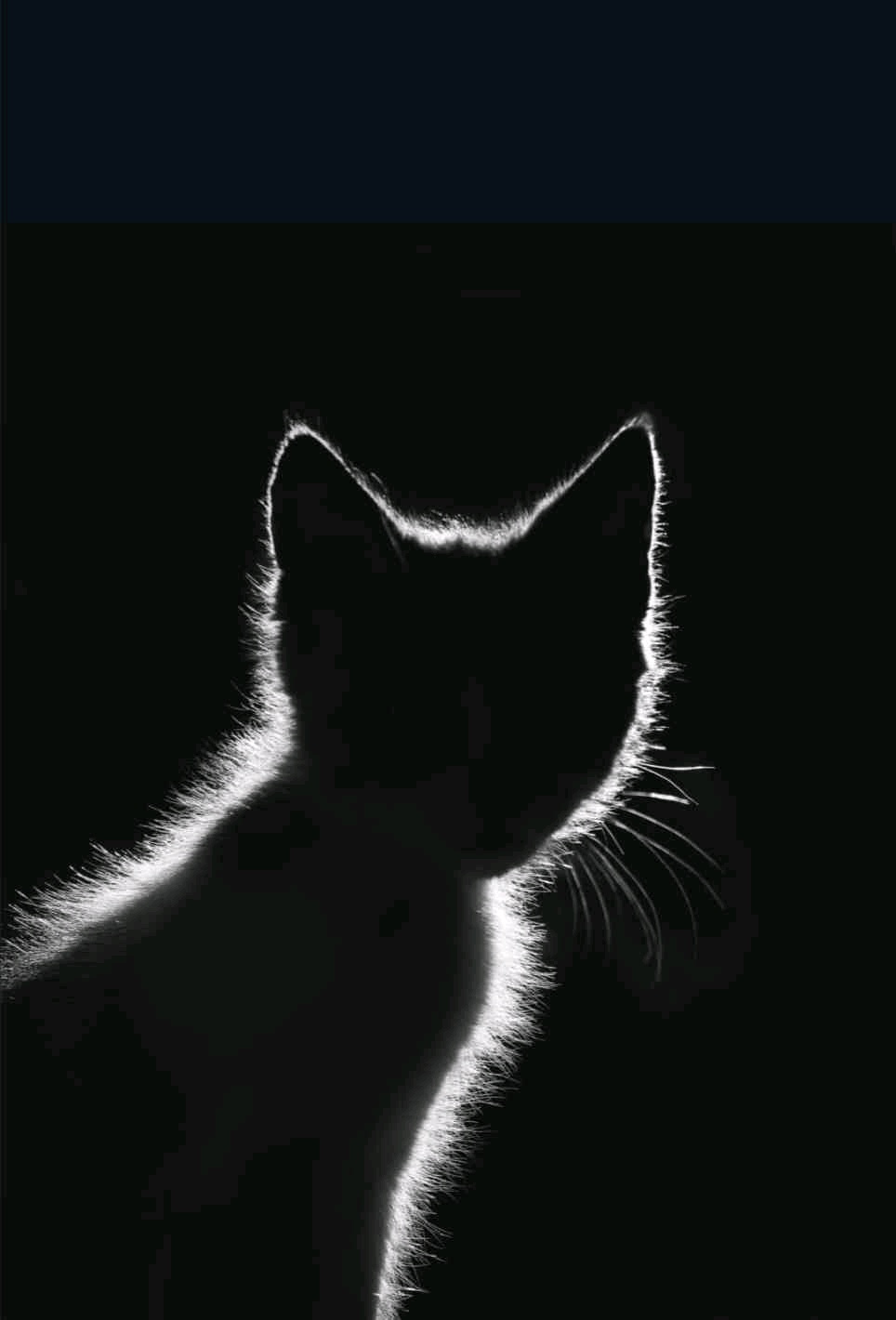 1kxzip (cabecabean.lens) Lens social identity (.lens handle) PFP