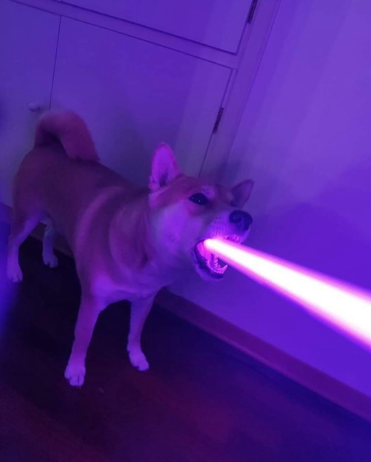 mrfalz (mrfalz.lens) Lens social identity (.lens handle) PFP