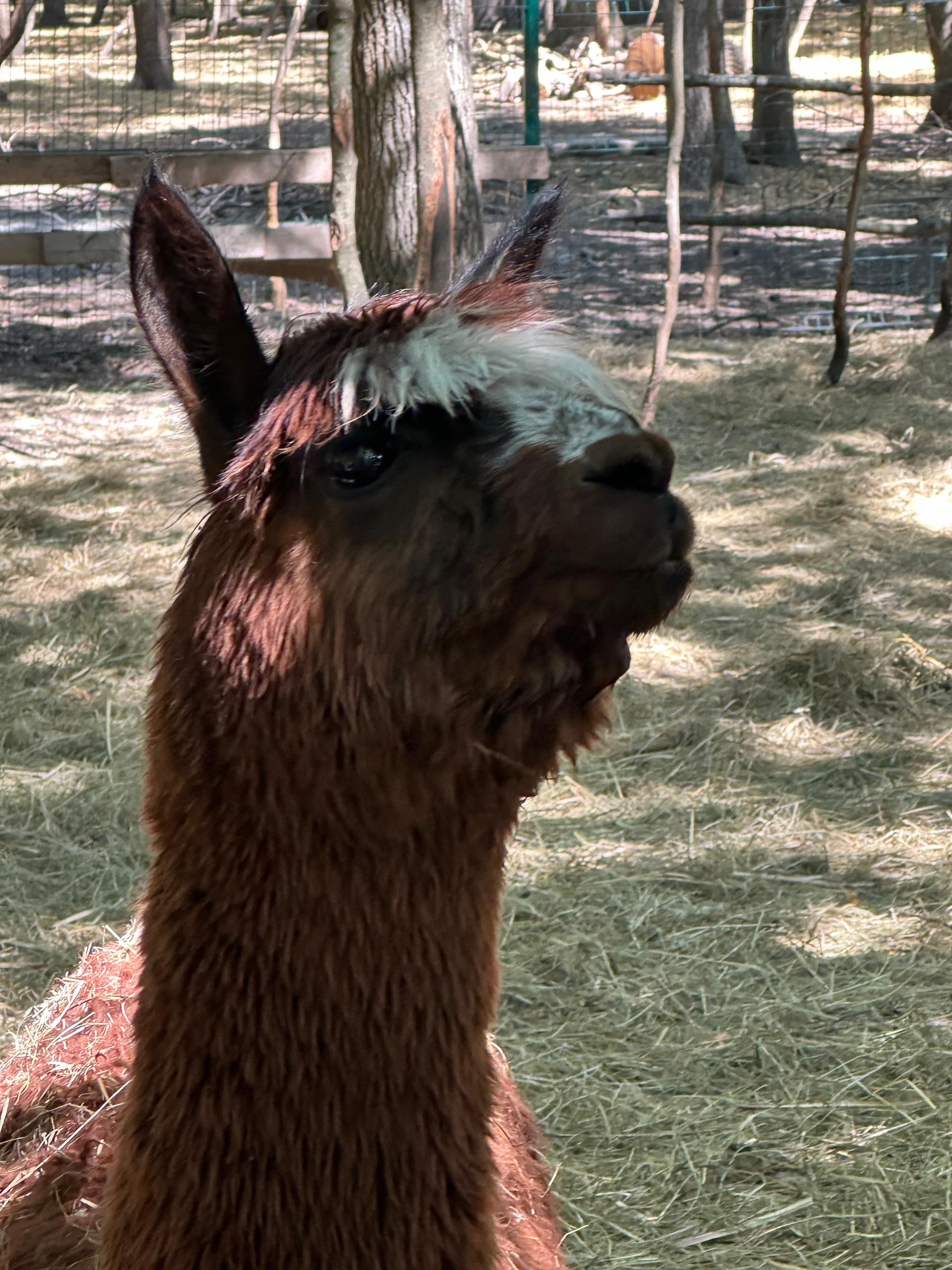 hesoyam (hesoyam.lens) Lens social identity (.lens handle) PFP