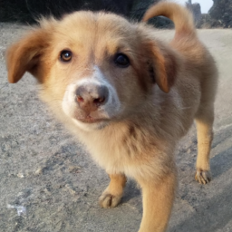 WildlifeSafari (wildlifestudios.lens) Lens social identity (.lens handle) PFP