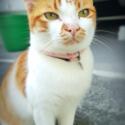 Cillicomic (citic.lens) Lens social identity (.lens handle) PFP