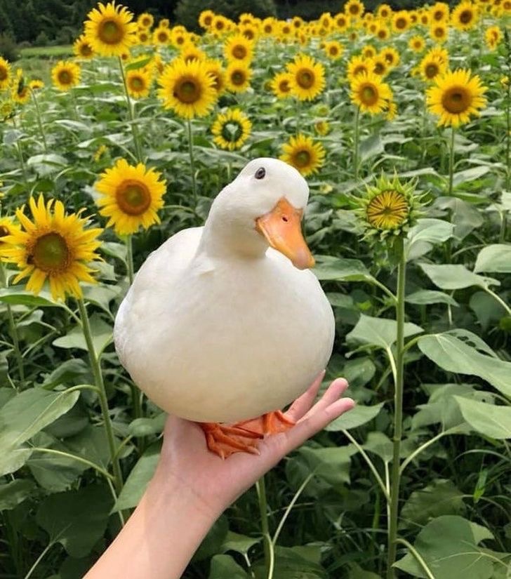 Natalia (nataliha.lens) Lens social identity (.lens handle) PFP