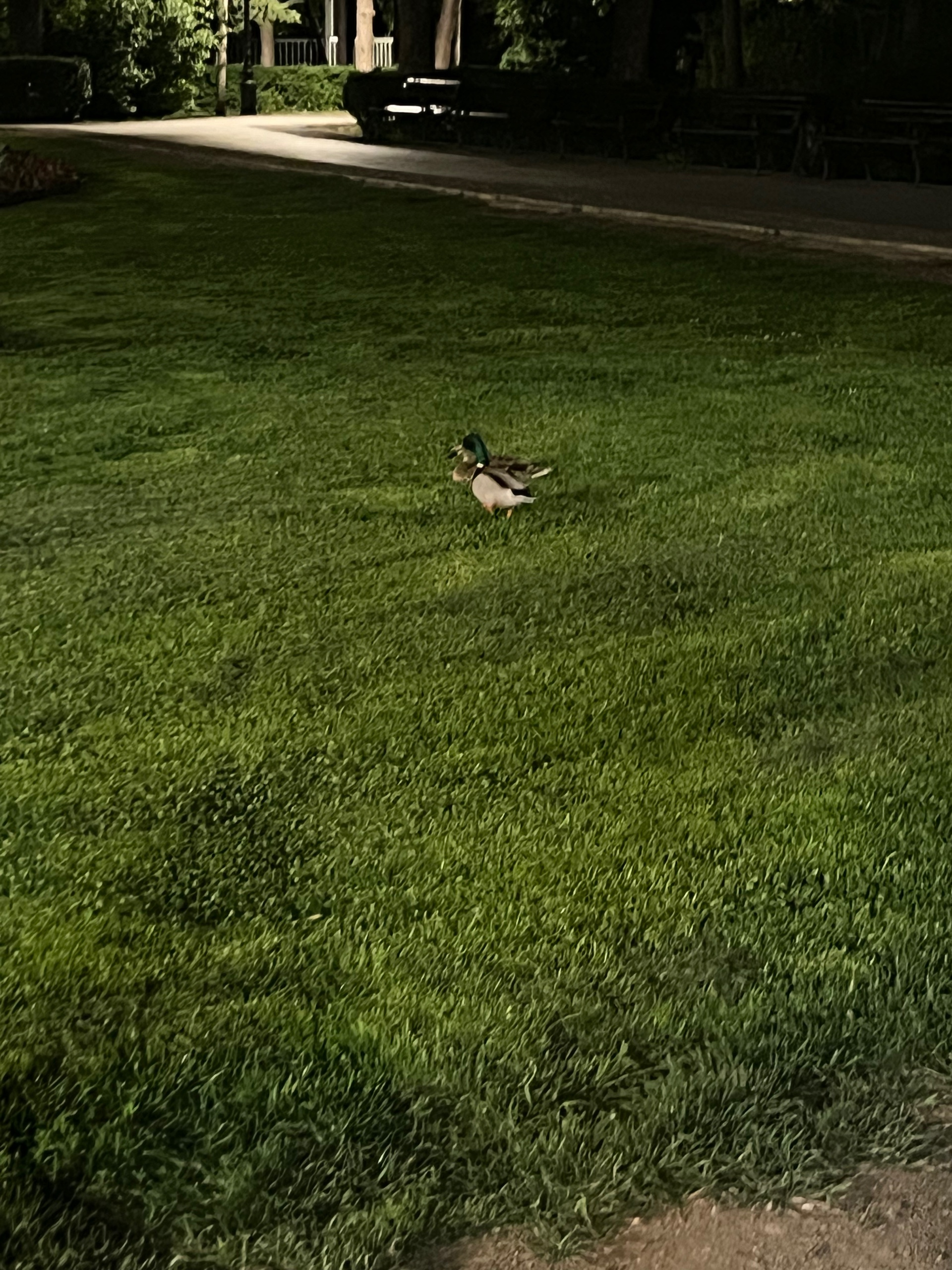 READ BIO/DISABLED ACC (psihopatkica.lens) Lens social identity (.lens handle) PFP