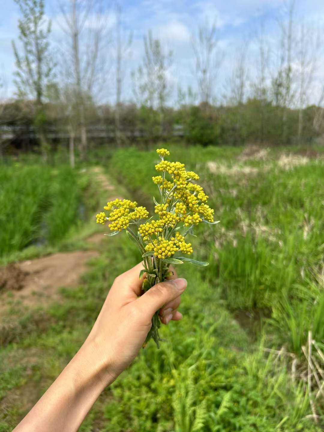 suny0.lens Lens social identity (.lens handle) PFP