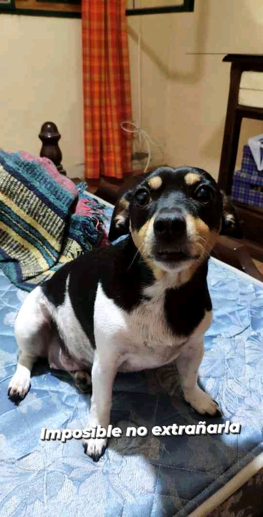 JJ (juanjo.lens) Lens social identity (.lens handle) PFP