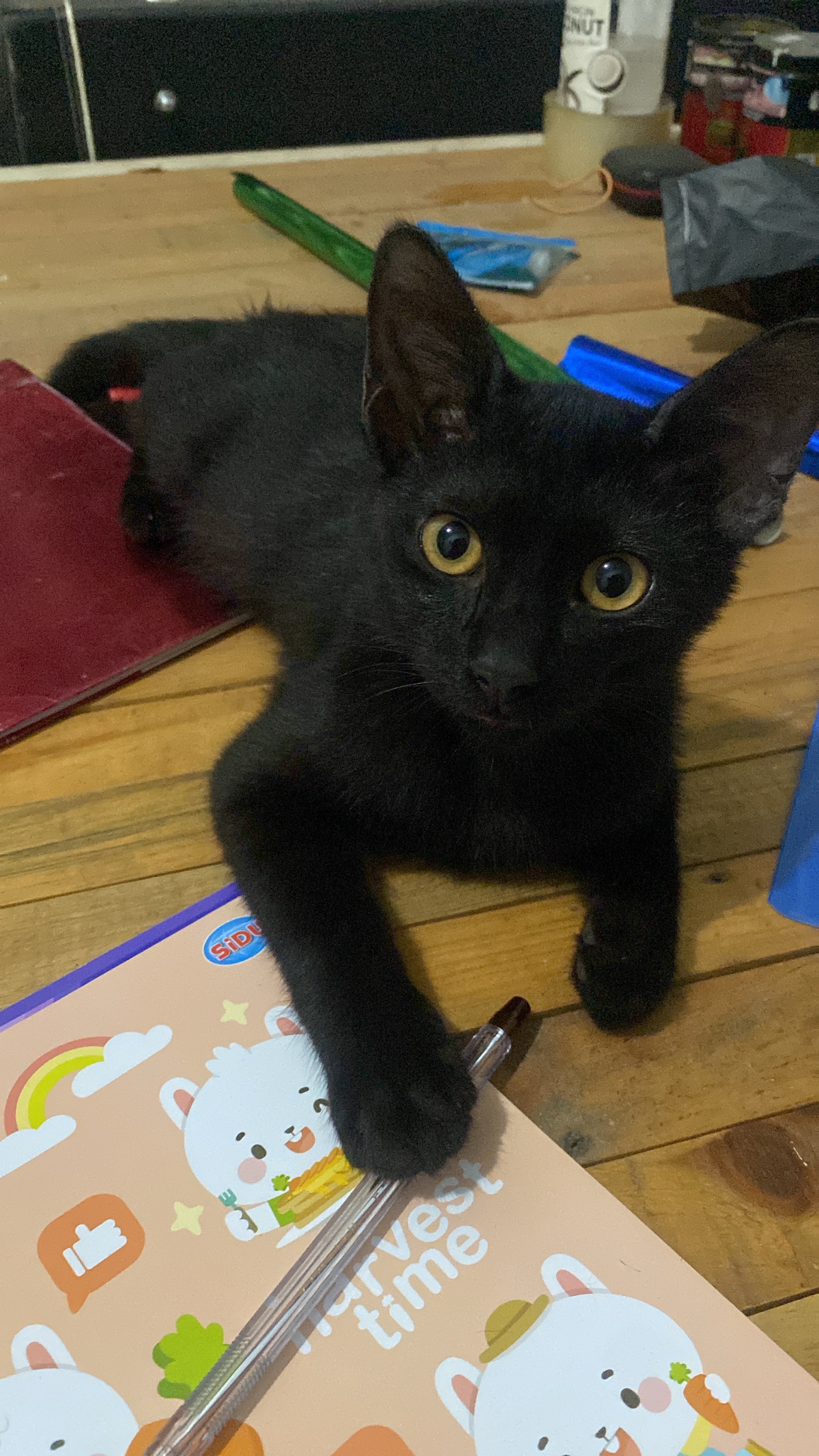 garoxx (garoxx.lens) Lens social identity (.lens handle) PFP