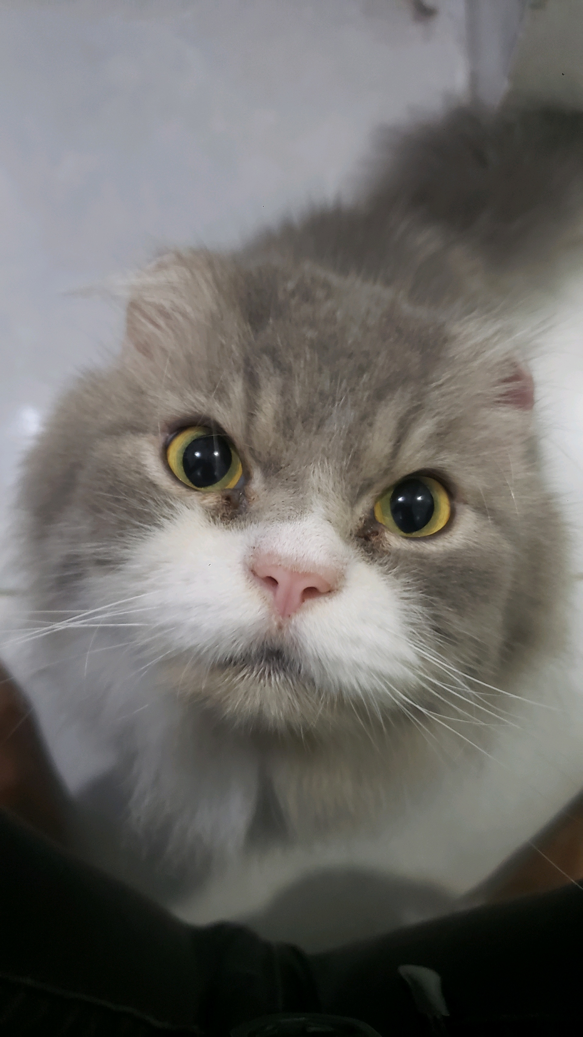 Stars (bedjo.lens) Lens social identity (.lens handle) PFP