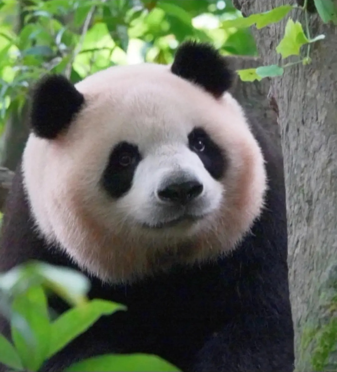 Nightcwx (nightcwx.lens) Lens social identity (.lens handle) PFP