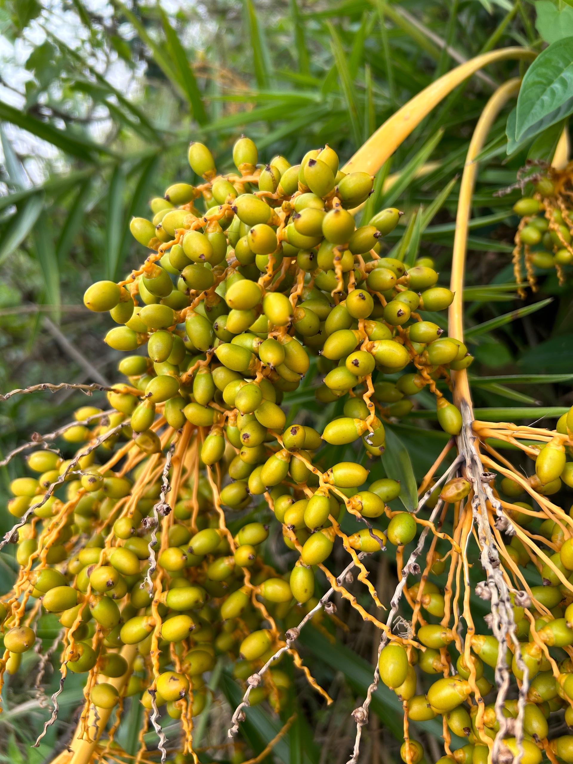 ram das (rammm.lens) Lens social identity (.lens handle) PFP