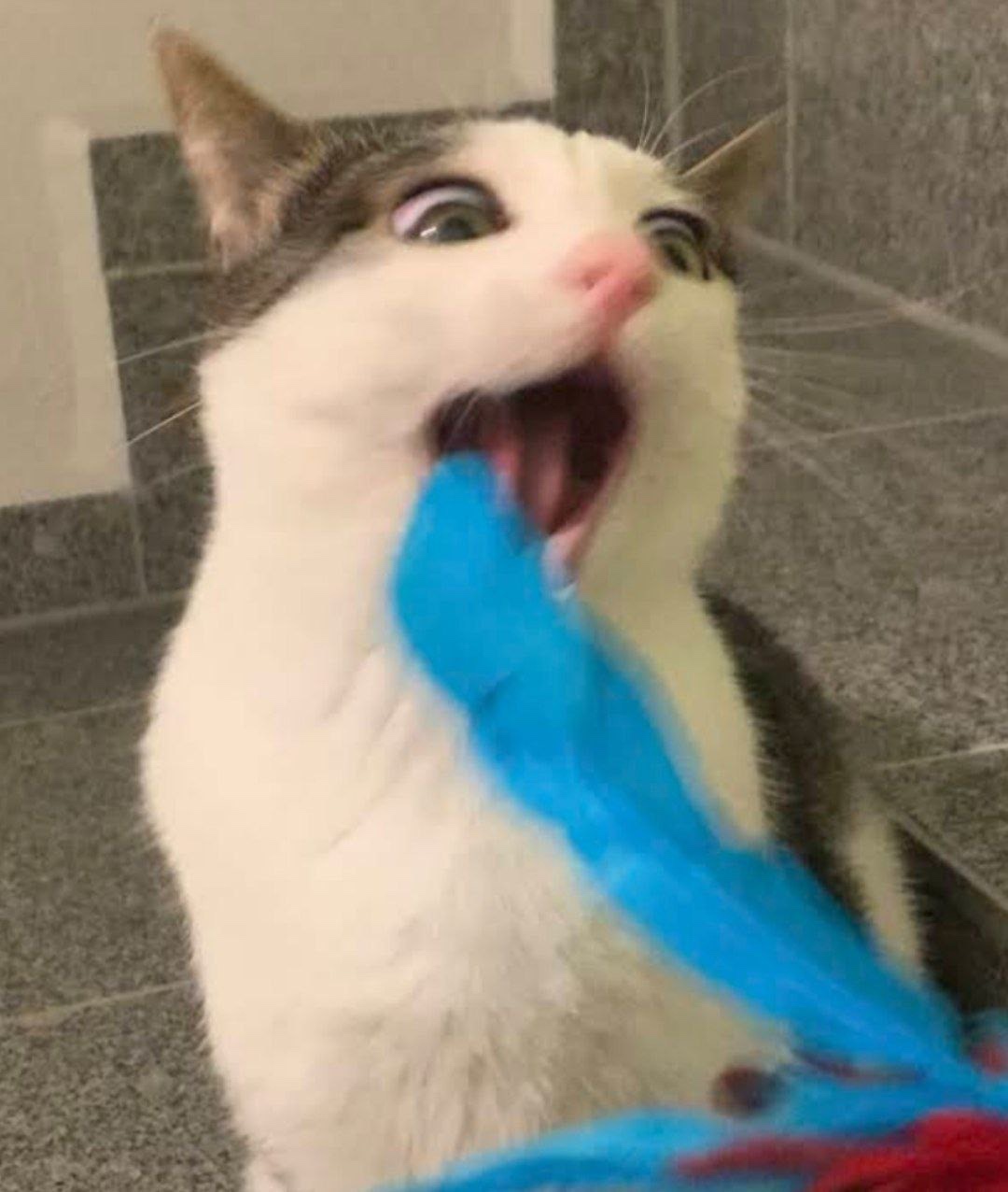 kodek (k0dek.lens) Lens social identity (.lens handle) PFP