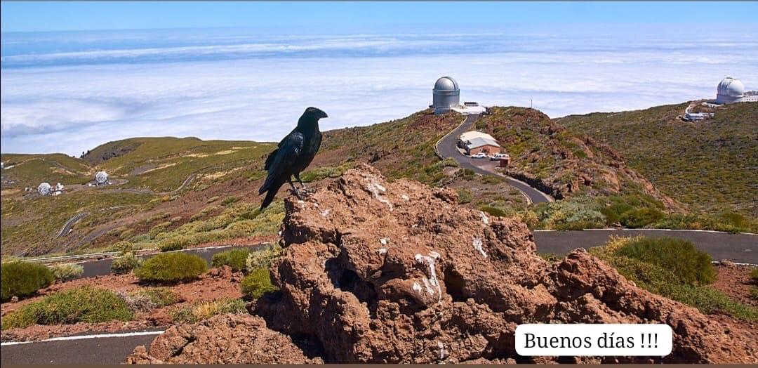 assgardian (assgardian.lens) Lens social identity (.lens handle) PFP