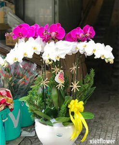 theanh123.lens Lens social identity (.lens handle) PFP