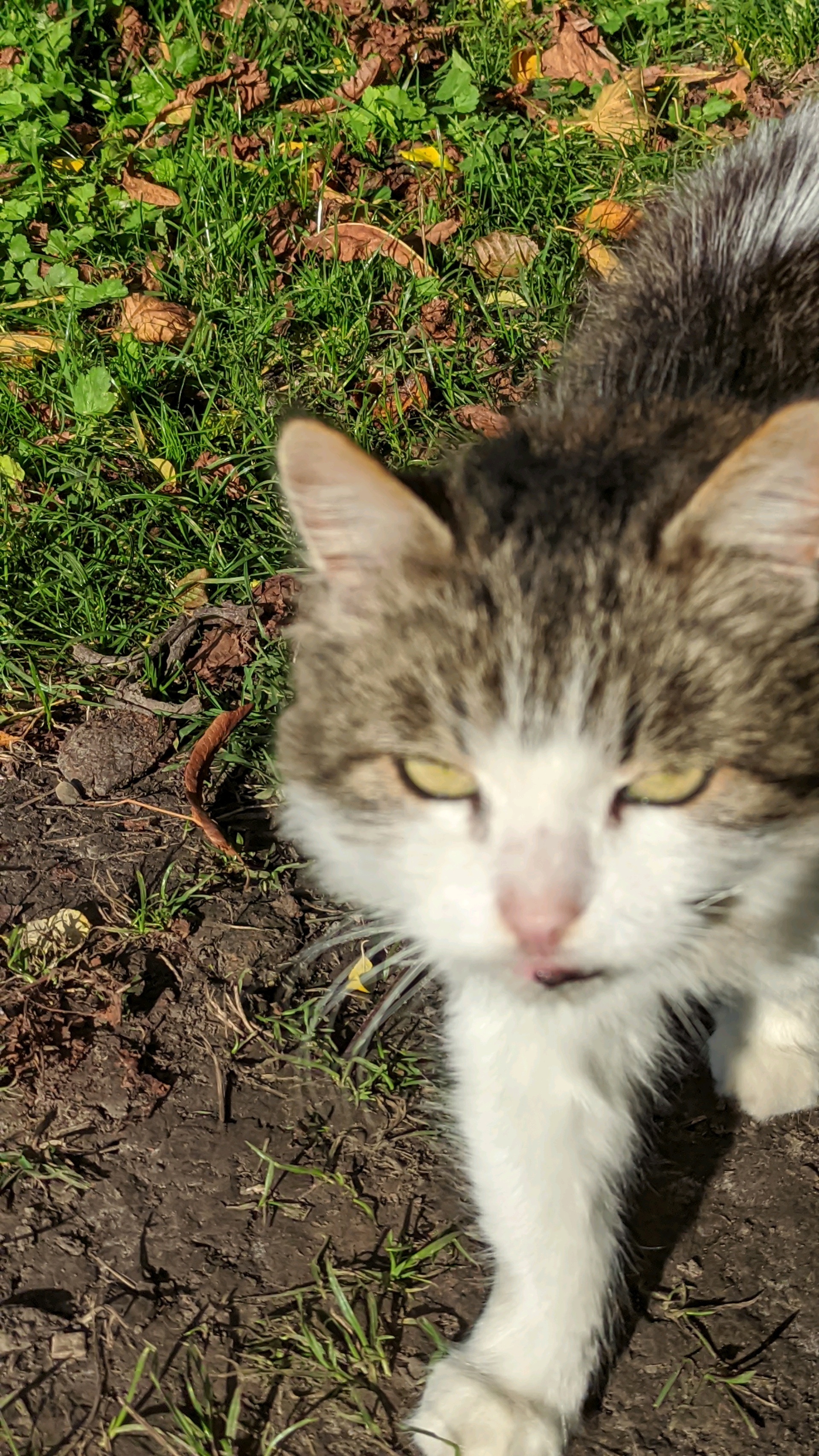 Laruberry (svitlo.lens) Lens social identity (.lens handle) PFP