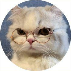 Angel Rivera (bouncyrhino.lens) Lens social identity (.lens handle) PFP