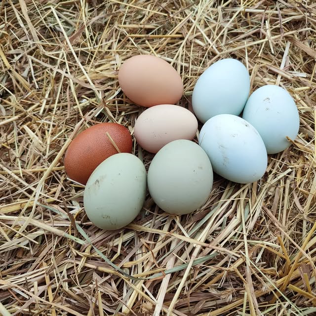 Elaine Granger (csnimages.lens) Lens social identity (.lens handle) PFP