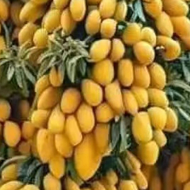 love100% (defulove.lens) Lens social identity (.lens handle) PFP