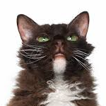 Alex (alexyt.lens) Lens social identity (.lens handle) PFP