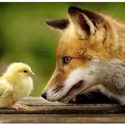 Orig_Sneaky_Fox (origsneakyfox.lens) Lens social identity (.lens handle) PFP