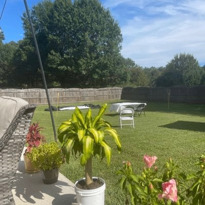 PAYPIG (paypig.lens) Lens social identity (.lens handle) PFP