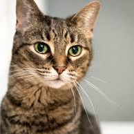 Kurek (kurek.lens) Lens social identity (.lens handle) PFP