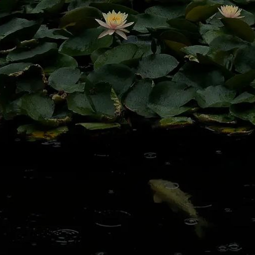 Zoryana (9zoryana.lens) Lens social identity (.lens handle) PFP