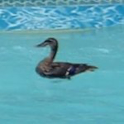 Chun (zkchun.lens) Lens social identity (.lens handle) PFP