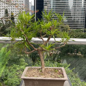 IHAVENOBONSAI (ihavenobonsai.lens) Lens social identity (.lens handle) PFP