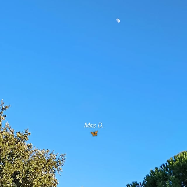 Maxwell Solver (systemcdn.lens) Lens social identity (.lens handle) PFP