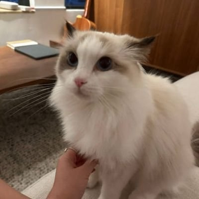 choosephaver (choosephaver.lens) Lens social identity (.lens handle) PFP