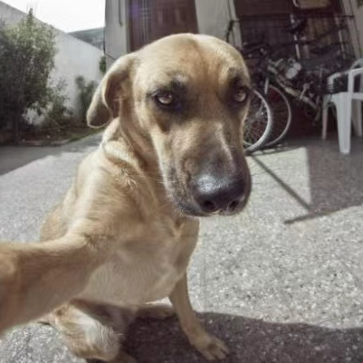 LX (lx570.lens) Lens social identity (.lens handle) PFP