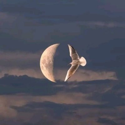 TonyPainter_ (tonypainter.lens) Lens social identity (.lens handle) PFP