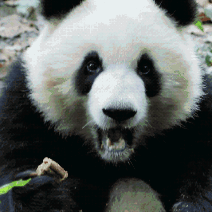 Goove (huawhy.lens) Lens social identity (.lens handle) PFP