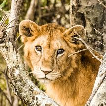 Alice Lewis (alice51.lens) Lens social identity (.lens handle) PFP