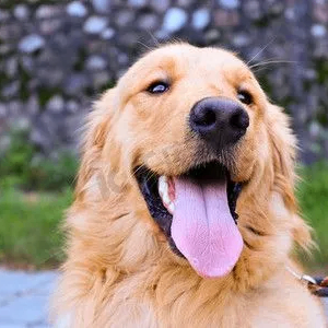 whisper (joshuaaudrey.lens) Lens social identity (.lens handle) PFP