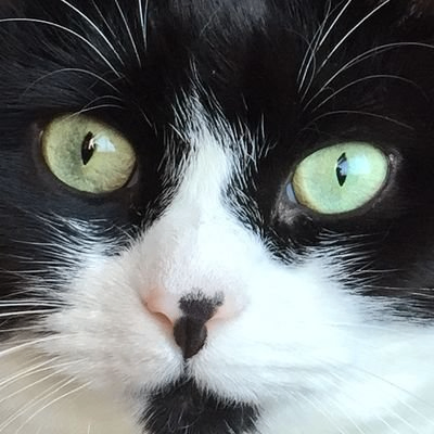 Jennylyn Dizon (jcxizhsasd.lens) Lens social identity (.lens handle) PFP