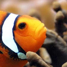 S (34545.lens) Lens social identity (.lens handle) PFP