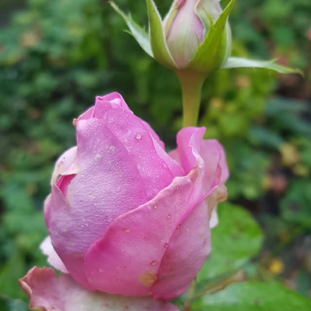 Spectrum Innovator (tiqcdn.lens) Lens social identity (.lens handle) PFP