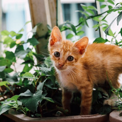 美食 (meishi.lens) Lens social identity (.lens handle) PFP