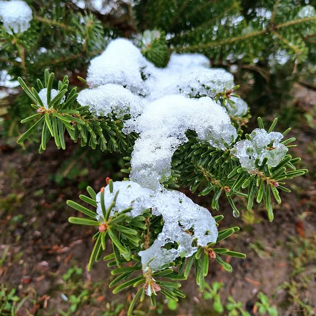 Cash Flow Maven (realclear.lens) Lens social identity (.lens handle) PFP