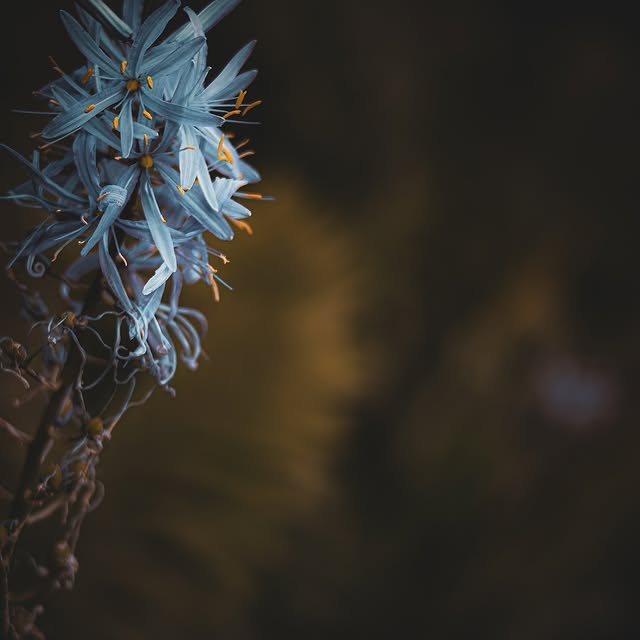 Champion Diverse (mibet.lens) Lens social identity (.lens handle) PFP