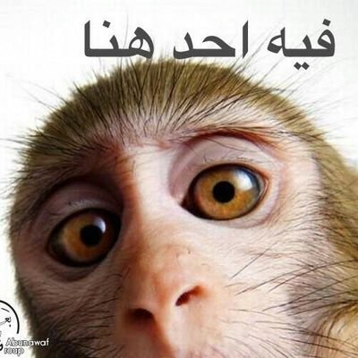 ZhuiRHDFlYQ7Lcv (79121.lens) Lens social identity (.lens handle) PFP