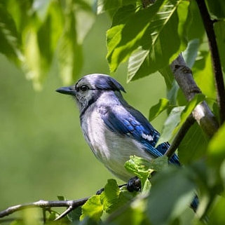 Balli (balli.lens) Lens social identity (.lens handle) PFP