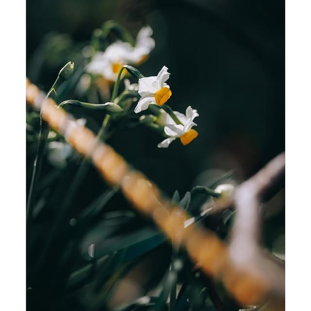 Livia Genova (dailymaster.lens) Lens social identity (.lens handle) PFP