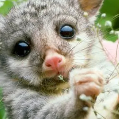 Deborah Yale (oooozz.lens) Lens social identity (.lens handle) PFP