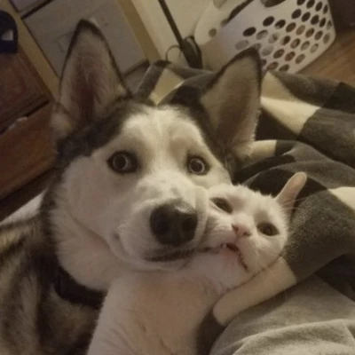 purgle (purgle.lens) Lens social identity (.lens handle) PFP