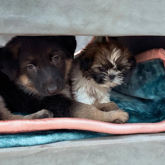 Quark Qwerty (loopme.lens) Lens social identity (.lens handle) PFP