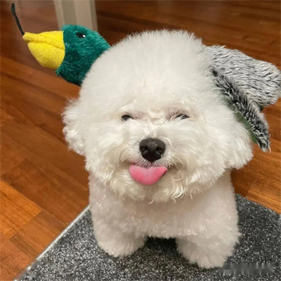 Elva Abbot(t) (iiiiij.lens) Lens social identity (.lens handle) PFP